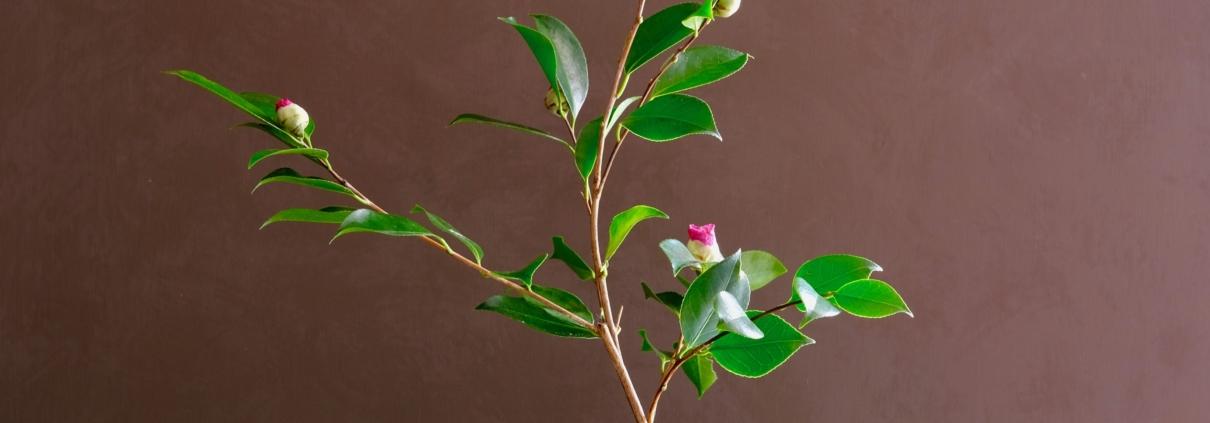 Ikebana in stile Seika con camelia. Elogio dell'attesa