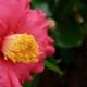 Camelia. Ikebana con camelie