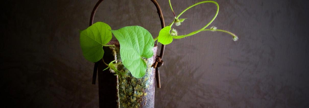 Piccolo ikebana (chabana) con Asagao