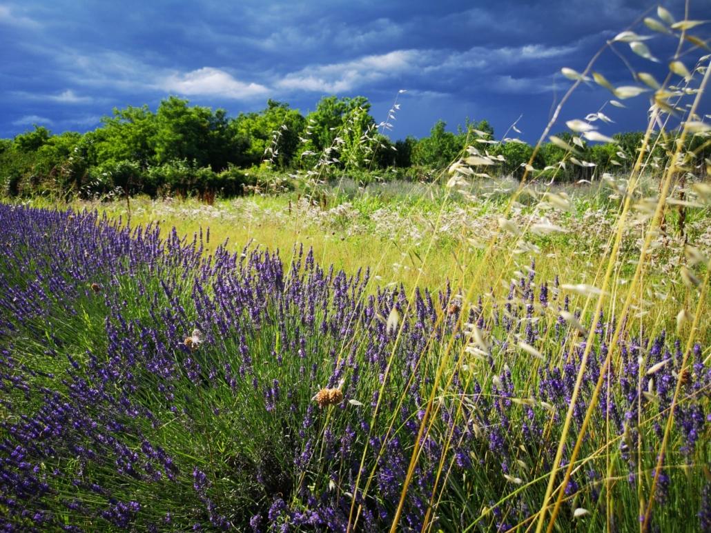 Credo nella floricoltura sostenibile