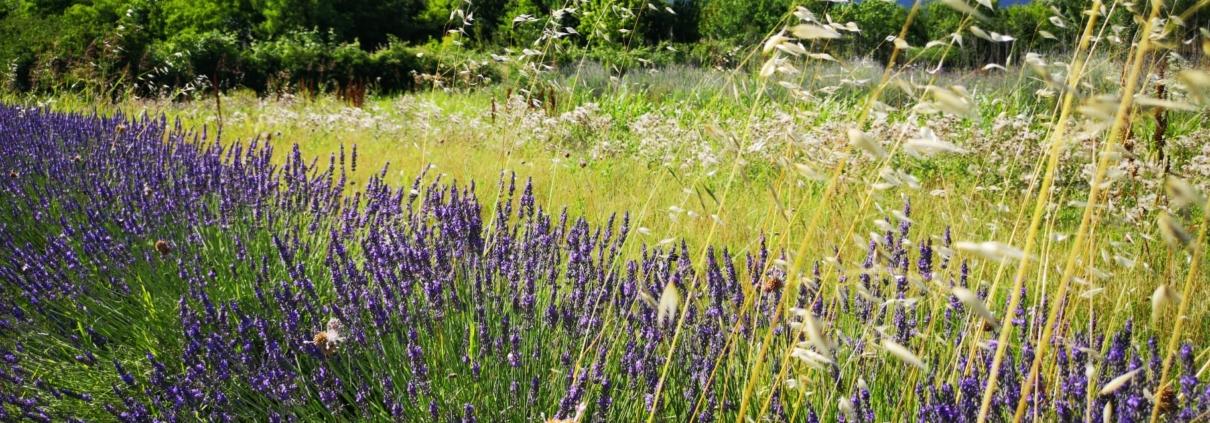 Credo nella floricoltura sostenibile