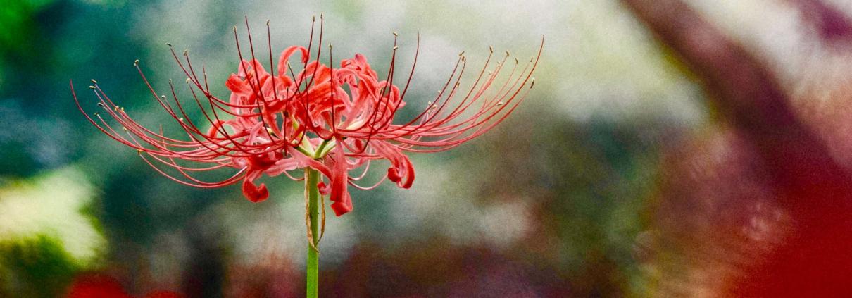 L'ikebana e lo sguardo neutro