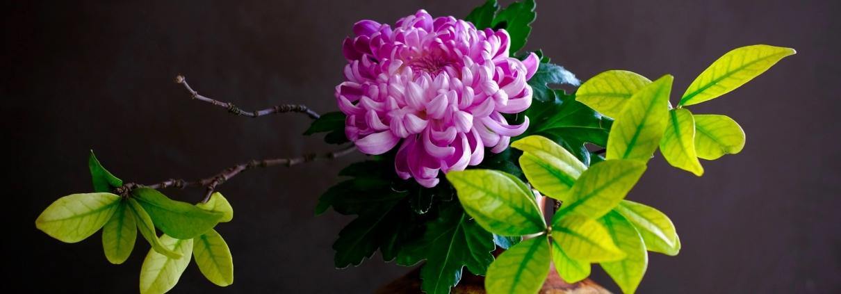Crisantemo. Cinque consigli utili per il trattamento del fiore reciso