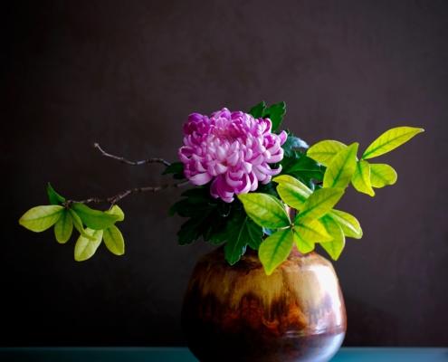 Crisantemo. Cinque consigli utili per il trattamento del fiore reciso