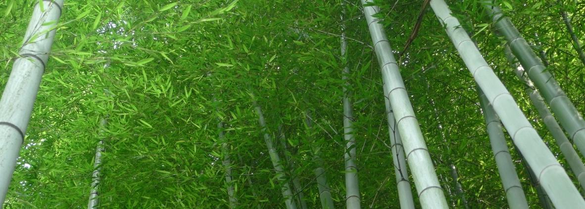 La foresta di bambù a Kyoto e gli stili diritti nell'arte dell'Ikebana