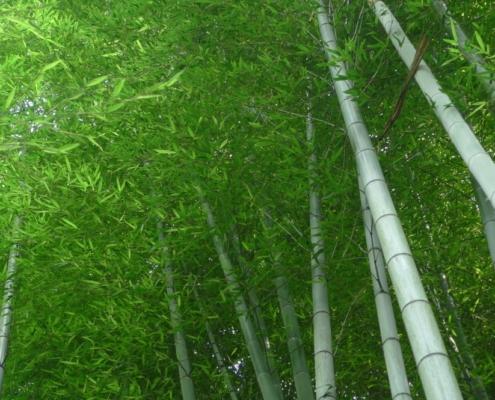 La foresta di bambù a Kyoto e gli stili diritti nell'arte dell'Ikebana