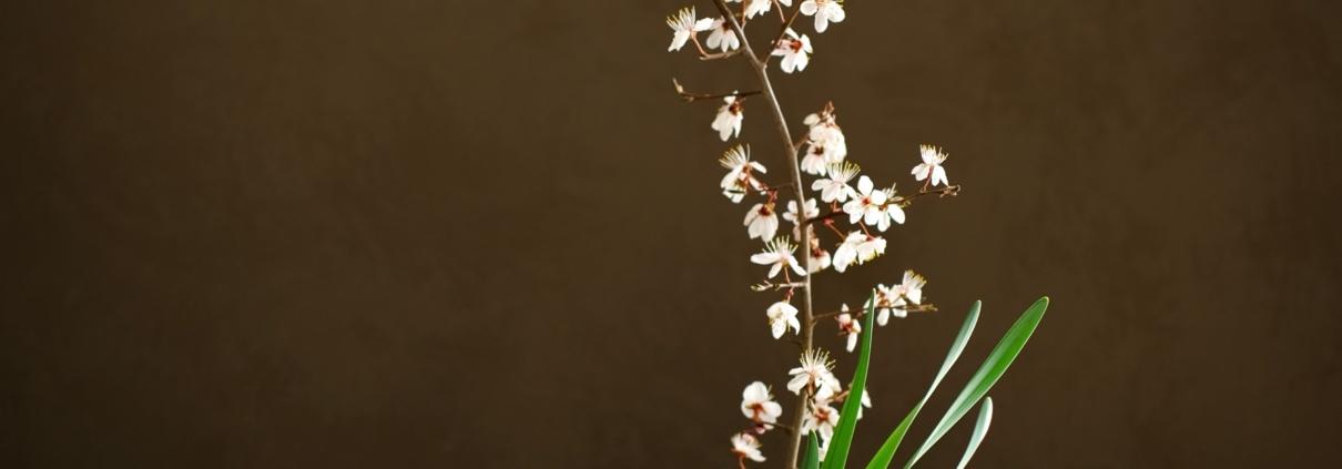 Ikebana con fiori di prunus per corso online di primavera