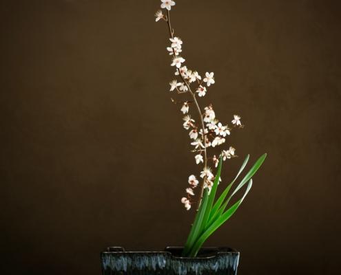 Ikebana con fiori di prunus per corso online di primavera