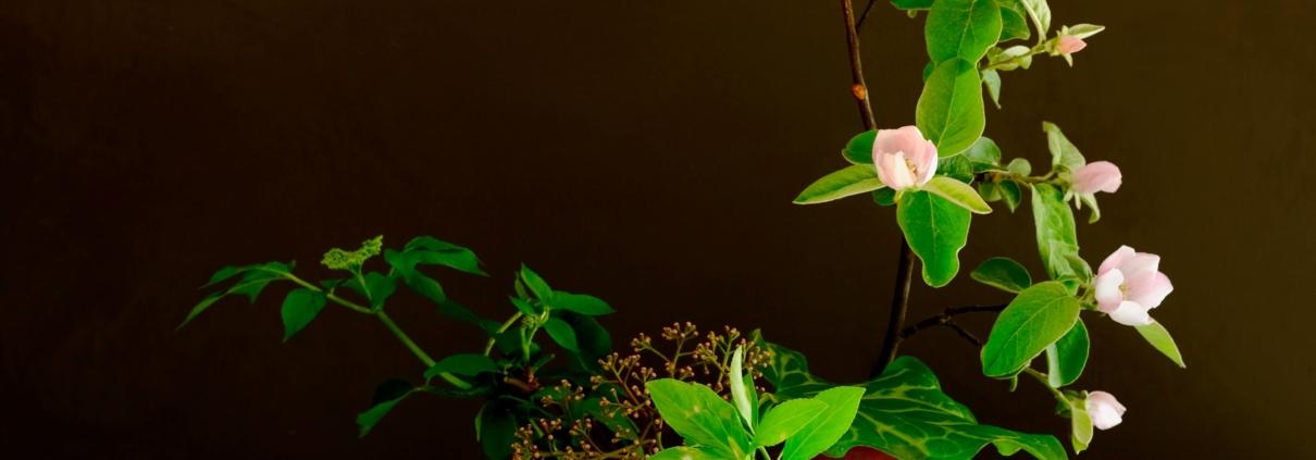 Ikebana con fiori di melo cotogno per lezioni di primavera