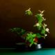 Ikebana con fiori di melo cotogno per lezioni di primavera